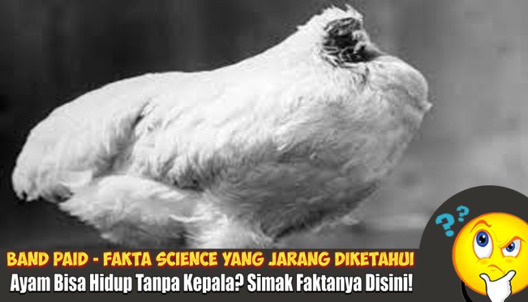 ayam bisa hidup tanpa kepala