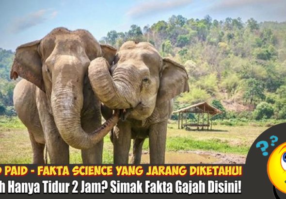 gajah tidur 2 jam