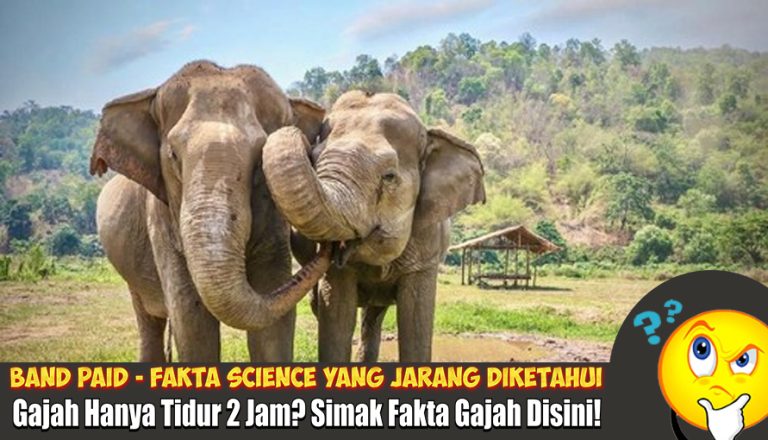 gajah tidur 2 jam