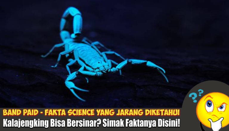 kalajengking bisa bersinar