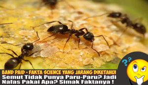 semut tidak punya paru paru